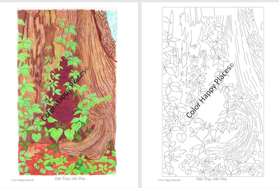 Oak tree with vine coloring page full color reference ready to frame andor color
