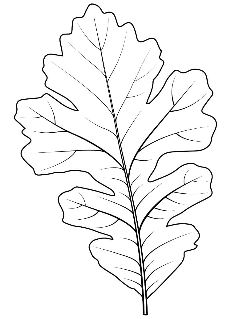 Oak leaf free coloring page