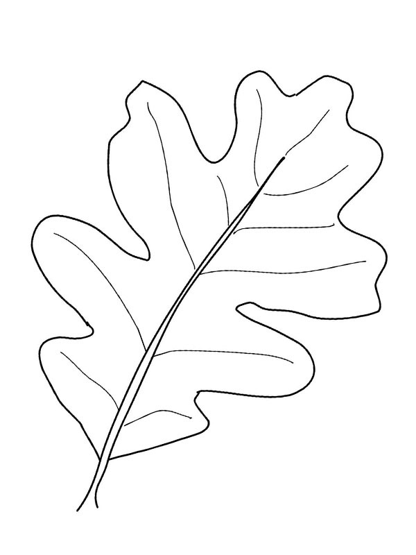 Oak leaf coloring page