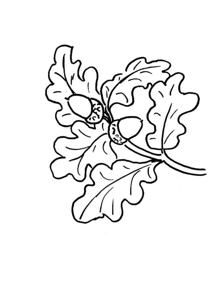 Beautiful drawing of acorns on a branch with leaves coloring page