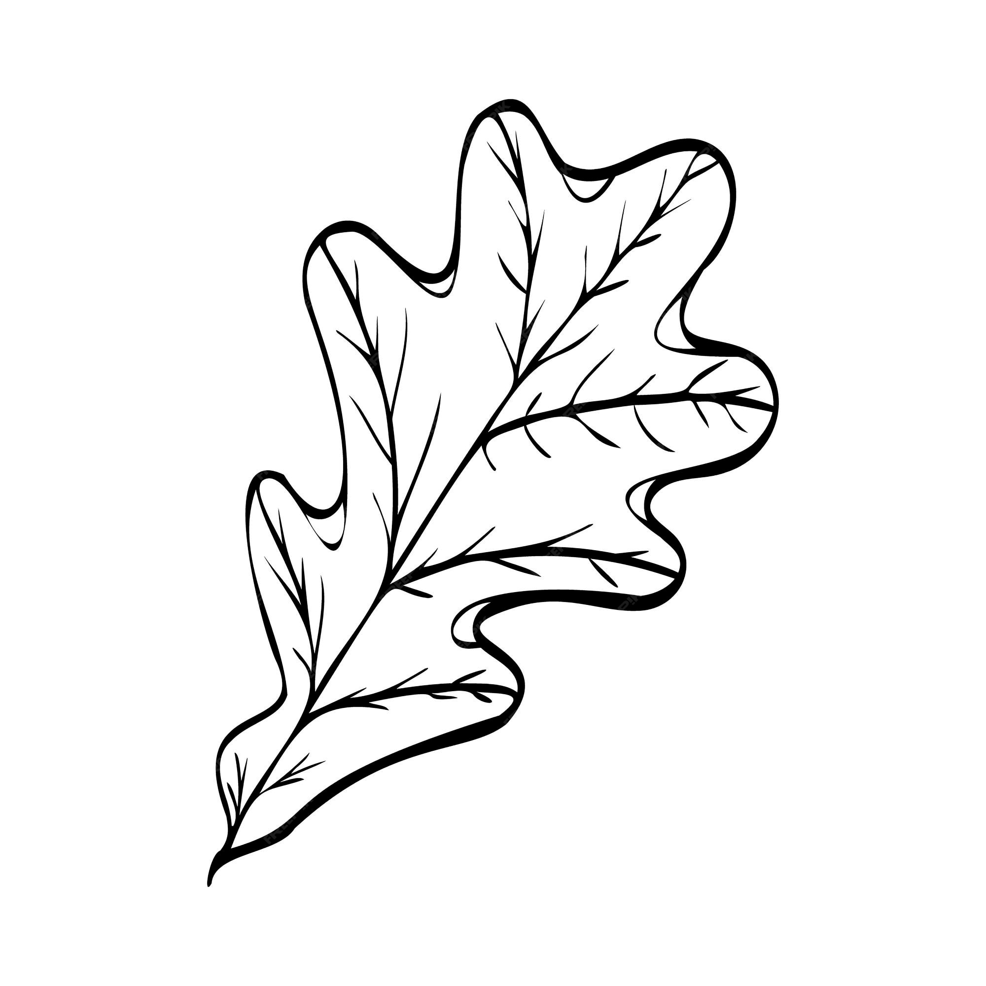 Premium vector vector illustration of an oak leaf linear drawing of a leaf autumn motive