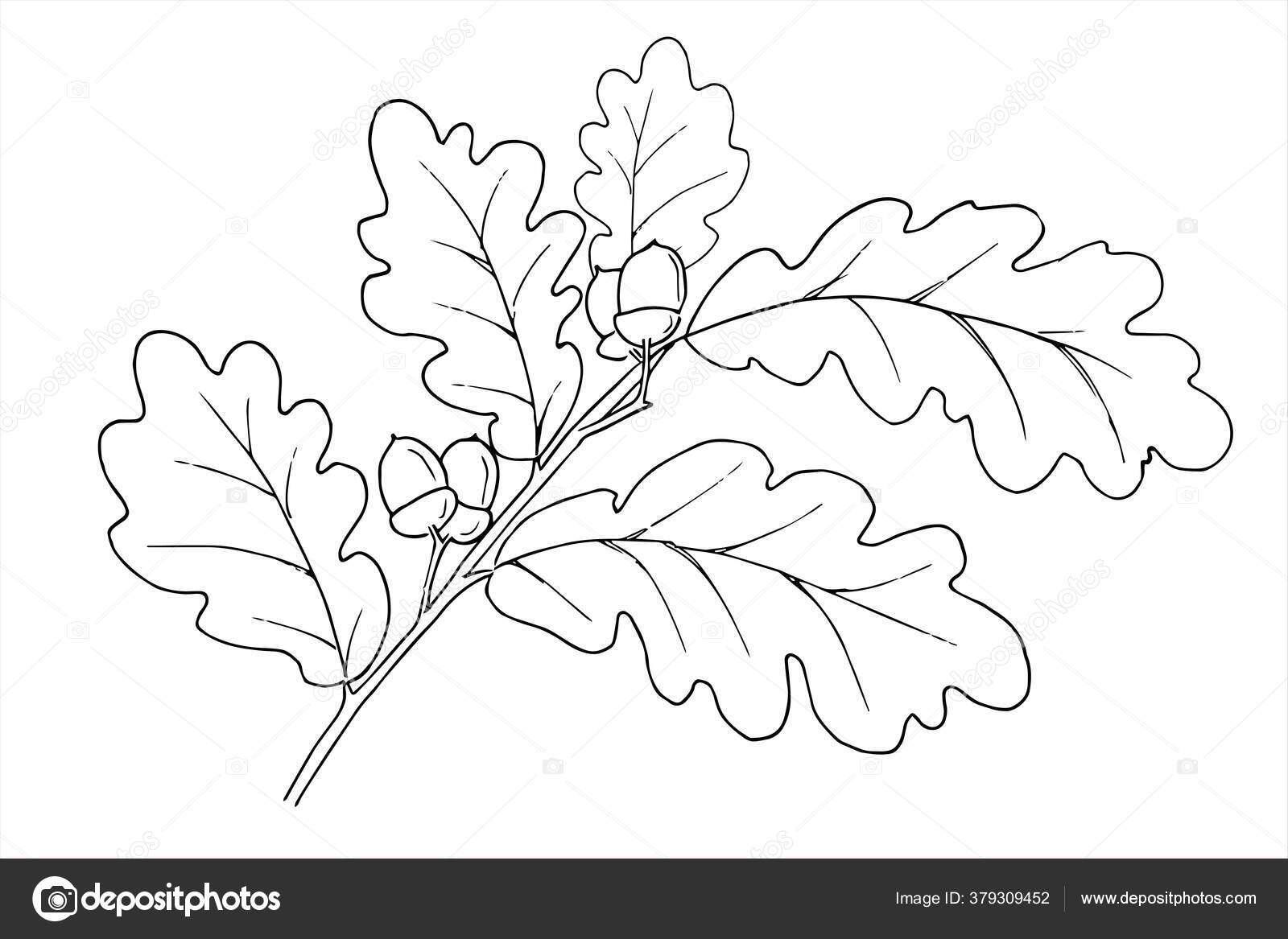 Oak branch vector isolated illustration doodle style autumn leaves coloring stock vector by anabear
