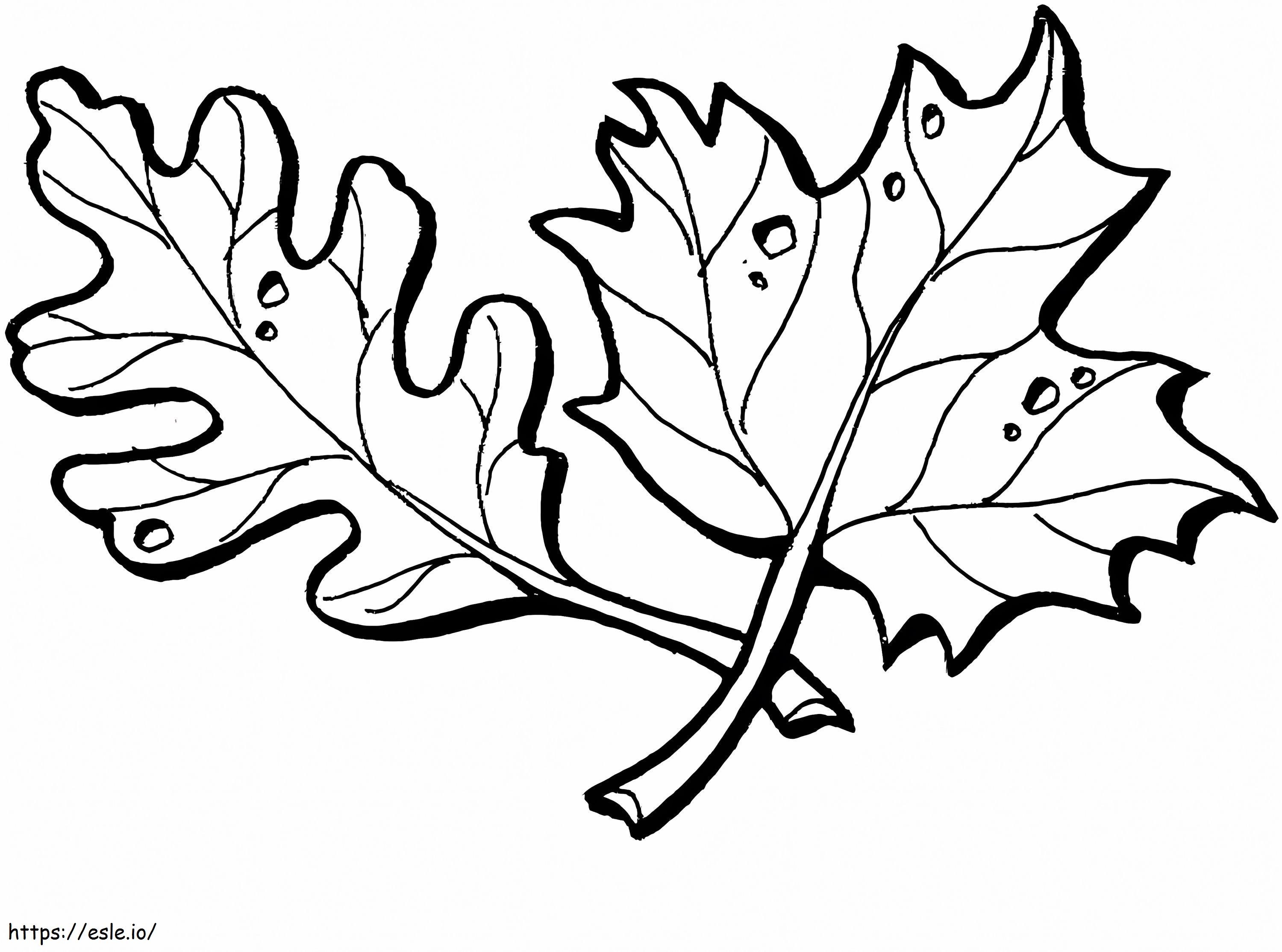 Oak and maple leaves coloring page
