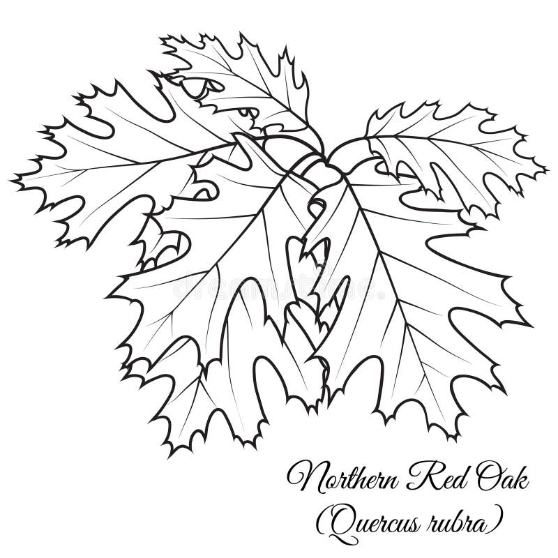 Coloring page oak stock illustrations â coloring page oak stock illustrations vectors clipart