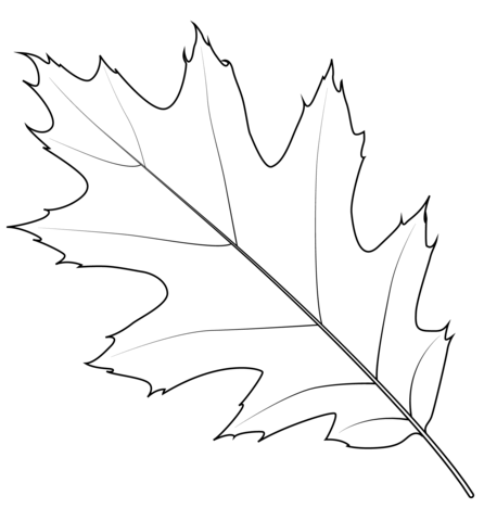 Northern red oak leaf coloring page free printable coloring pages