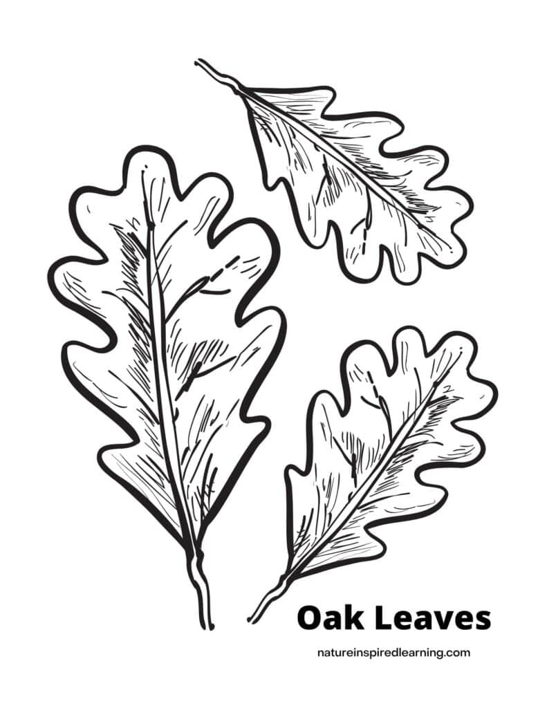 Fall leaf coloring pages perfect for autumn