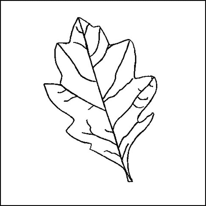 Leaf printable leaf s