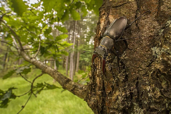 Stag beetle lucanus cervus adult male on oak tree italy