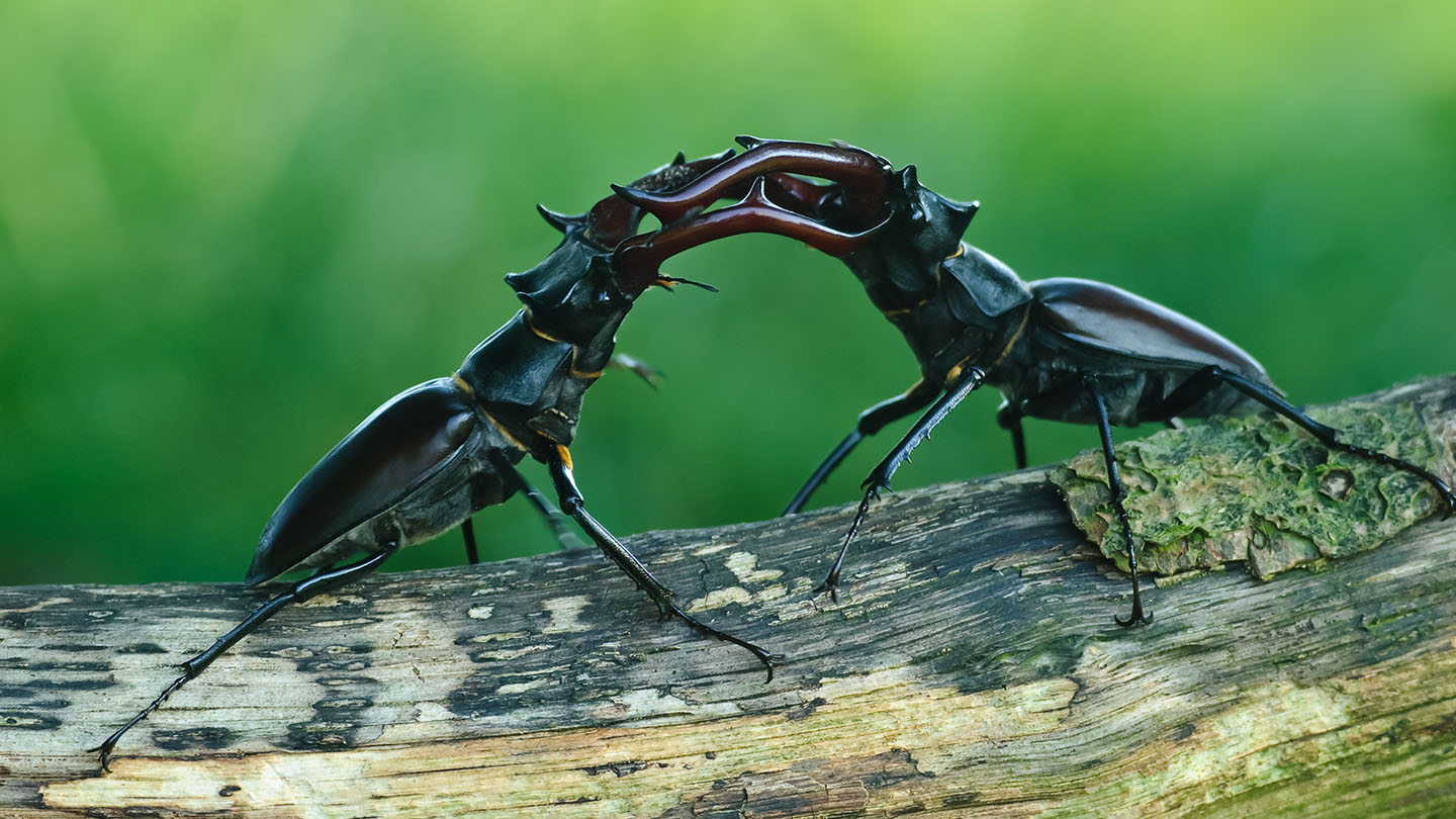 Stag beetle lucanus cervus