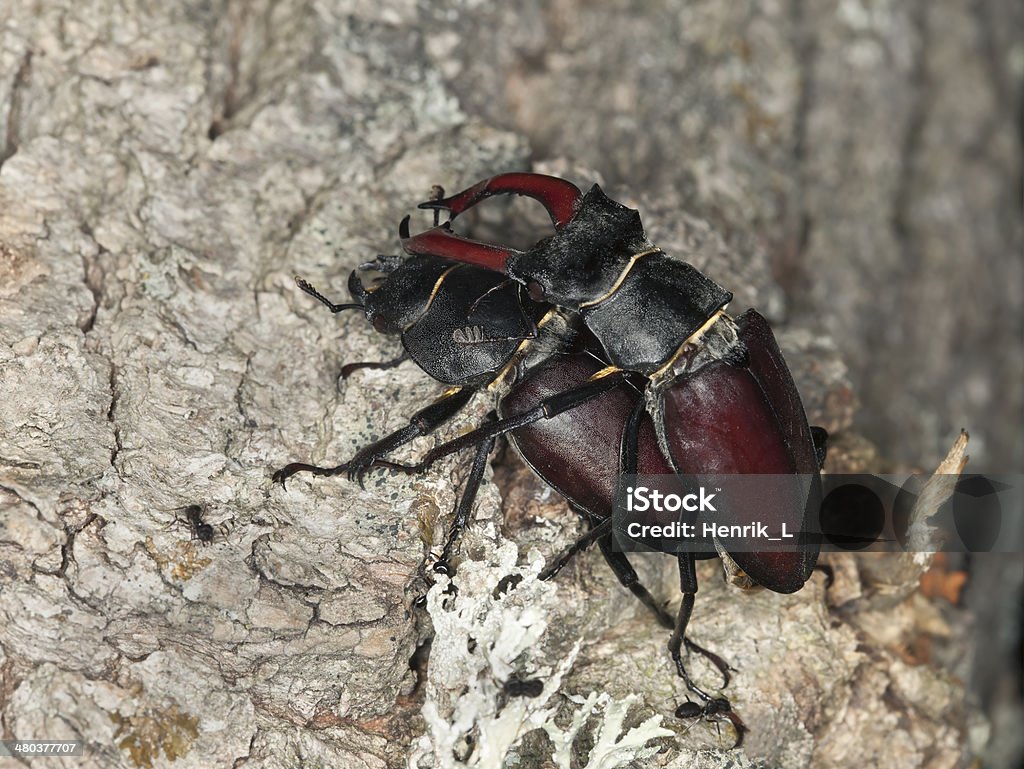 Mating stag beetles lucanus cervus on oak stock photo