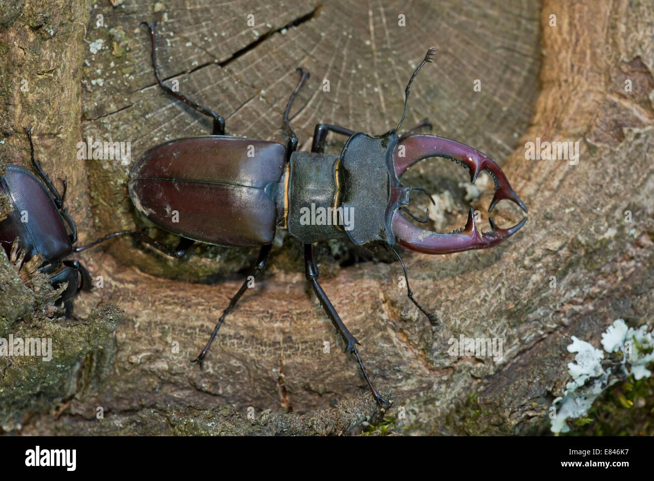 Male and female greater stag beetles lucanus cervus on old oak tree romania stock photo