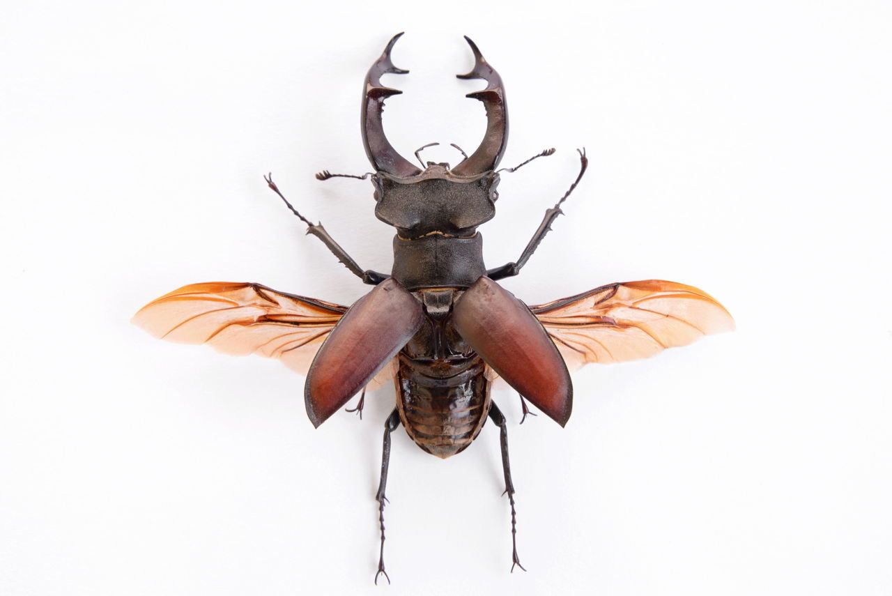 Stag beetle stag beetle insect art insects