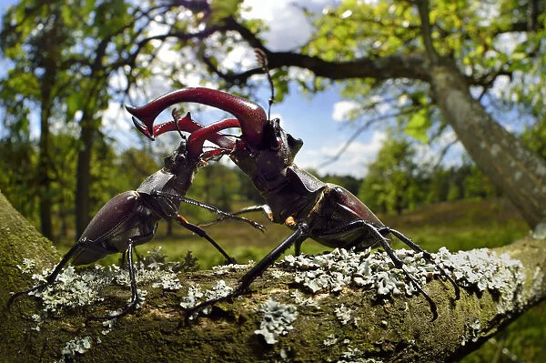 Stag beetle lucanus cervus males fighting on oak tree