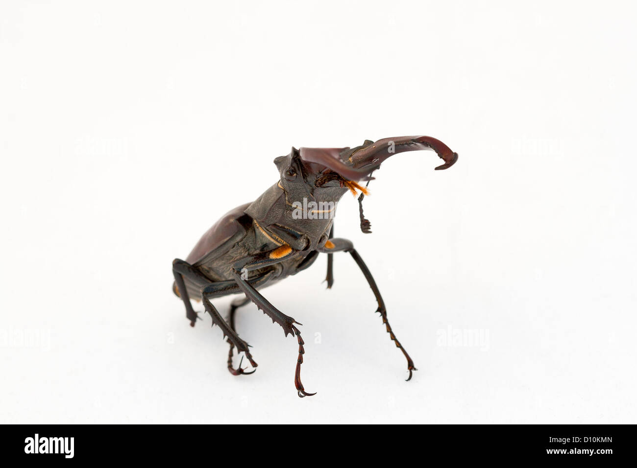 Deer horned stag beetle hi