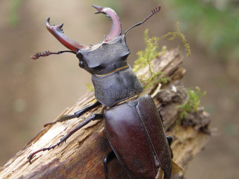 Stag beetle top view stock photos