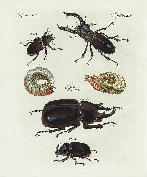 Stag beetle rhinoceros beetle and european rhinoceros