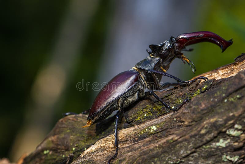 Species oak stock photos