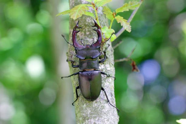 Stag beetle stock photos pictures royalty