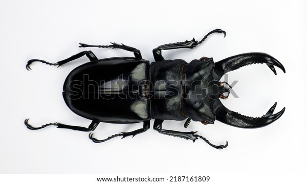 Stag beetle images stock photos d objects vectors