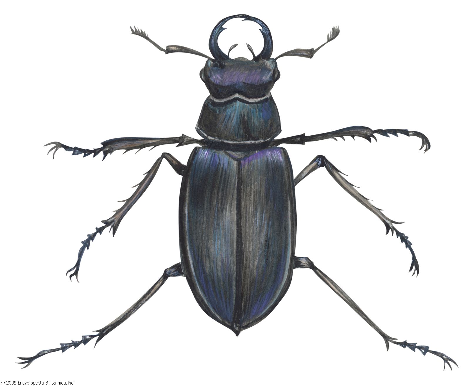 Stag beetle larvae lucanidae beetles