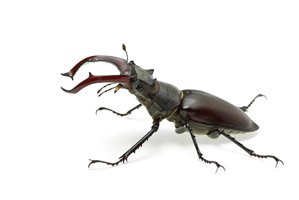 Stag beetle stock photos pictures royalty