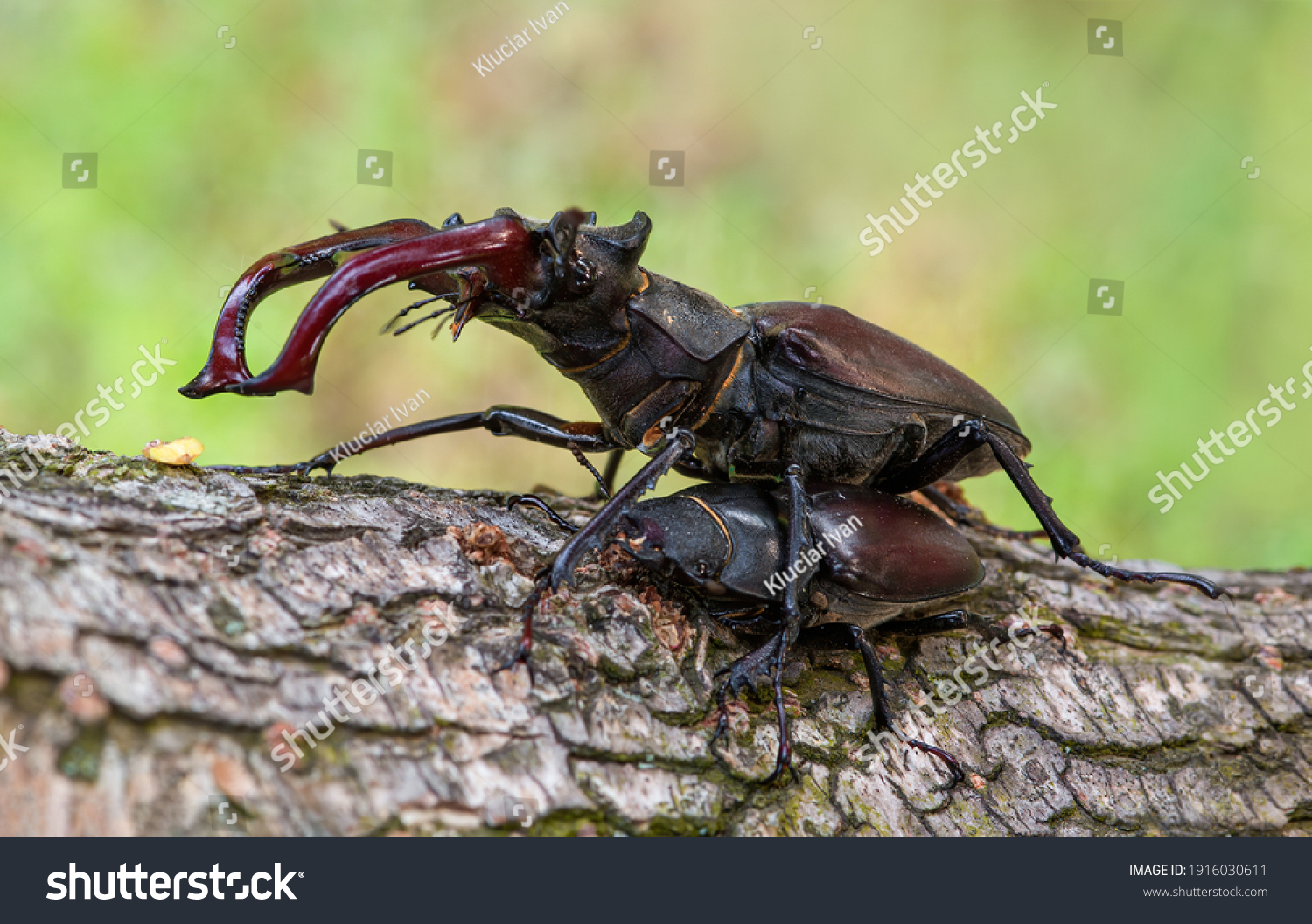 Stag beetle male images stock photos d objects vectors