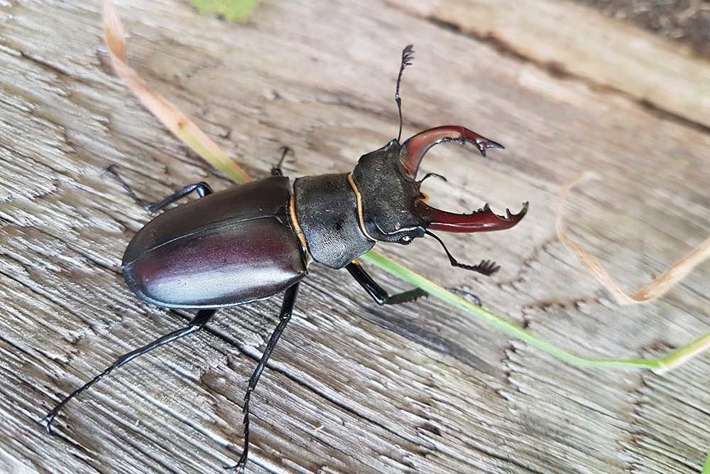 Stag beetle facts