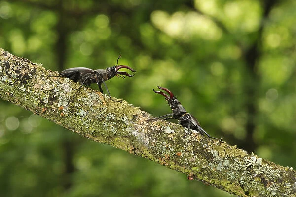Stag beetle lucanus cervus two males displaying for sale as framed prints photos wall art and photo gifts