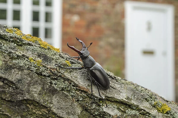 Stag beetle lucanus cervus in defensive posture male in