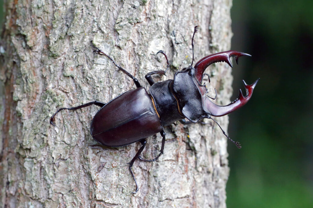 European stag beetle tierpark bern