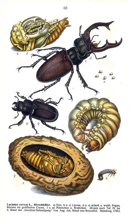 Scientific illustration stag beetle beetle illustration beetle art
