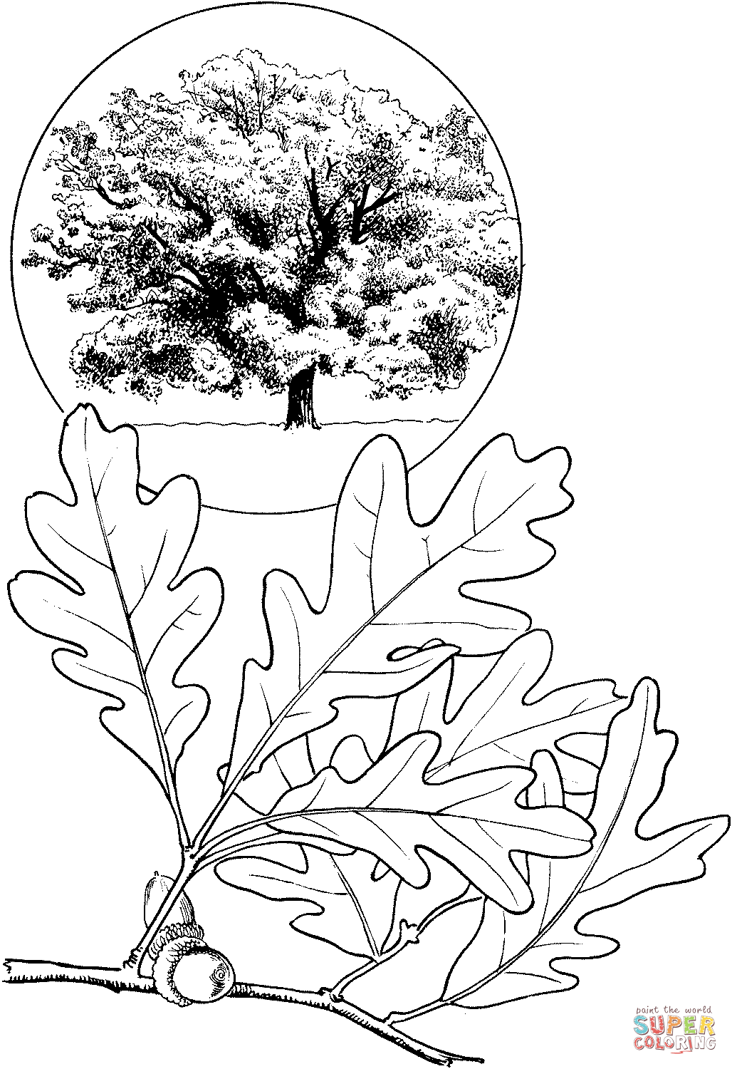 White oak tree coloring page free printable coloring pages
