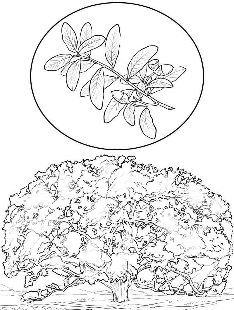 Southern oak tree with leaves coloring page
