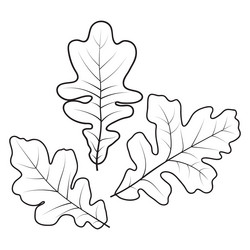 Oak tree coloring page vector images over