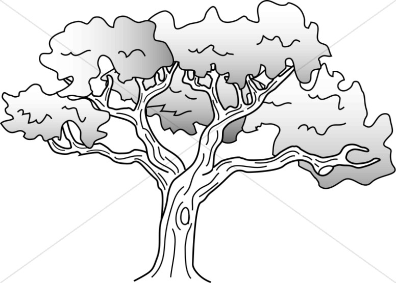 Simple oak tree drawing â