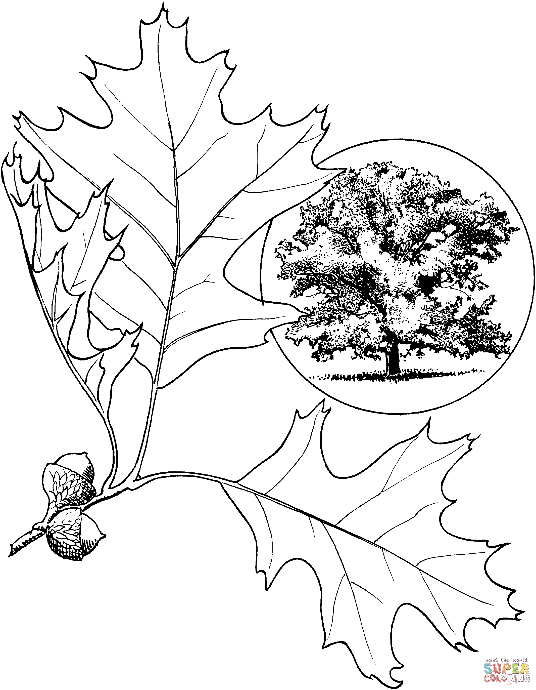 Eastern black oak coloring page free printable coloring pages