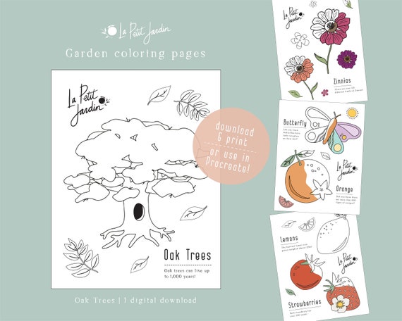 Oak tree digital coloring page download