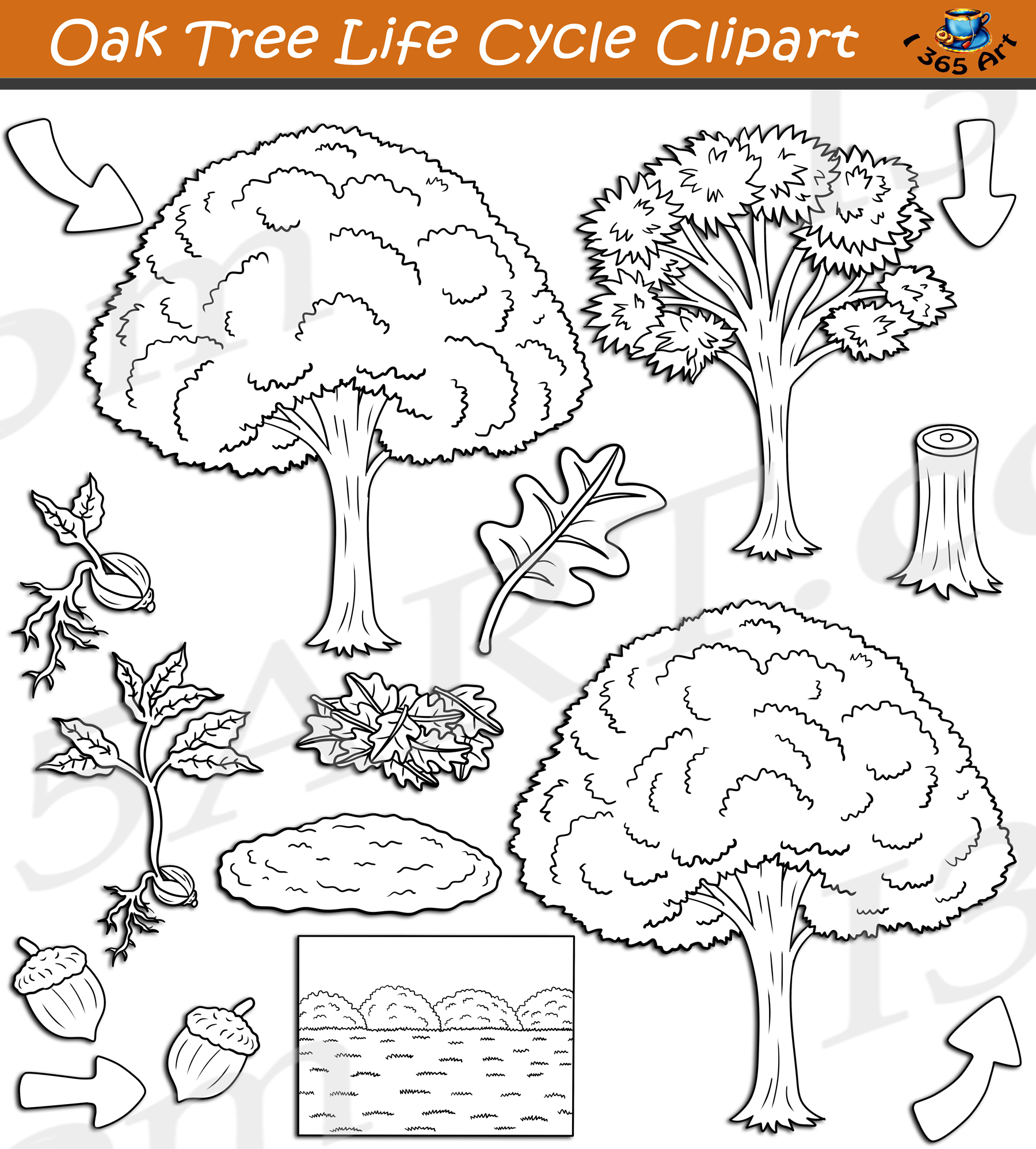 Oak tree life cycle clipart set download