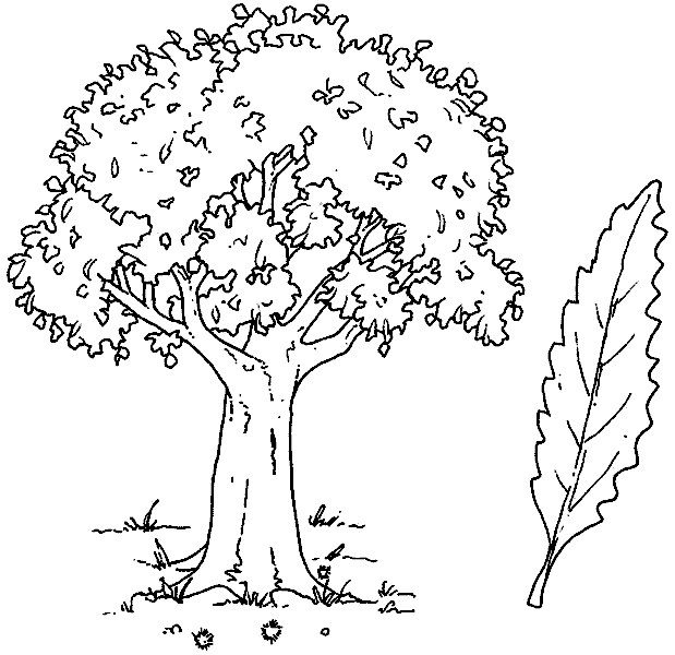 Trees free coloring pages online print