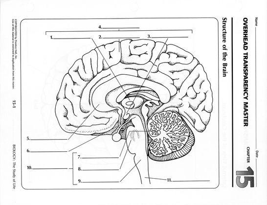 Obj ch anatomy and physiology teaching science physiology