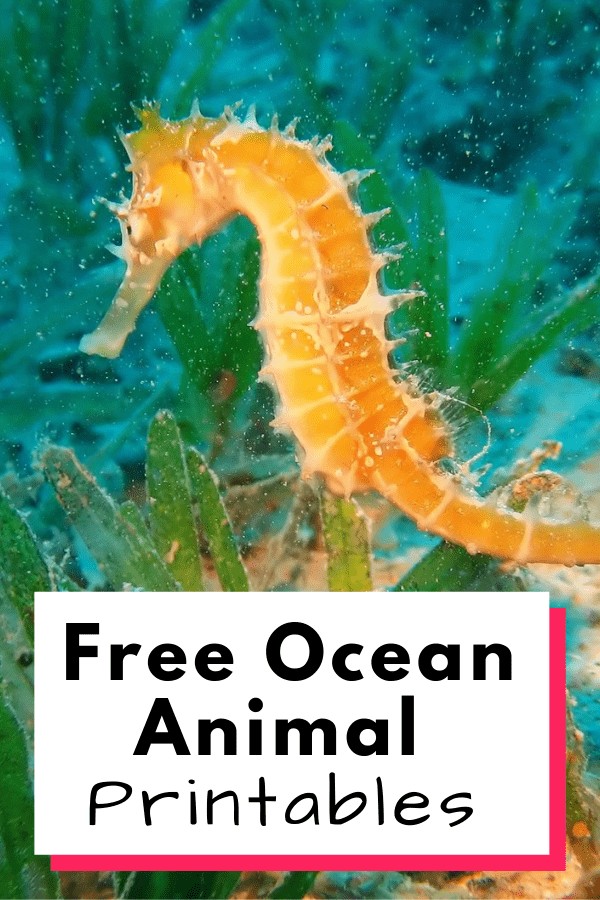 Free ocean animal printables for early learners