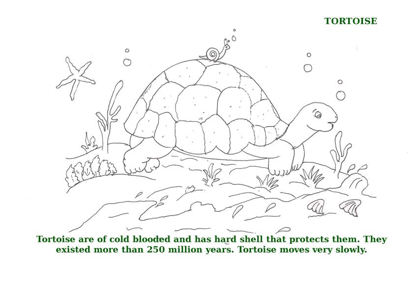 Ocean animal coloring pages for kids