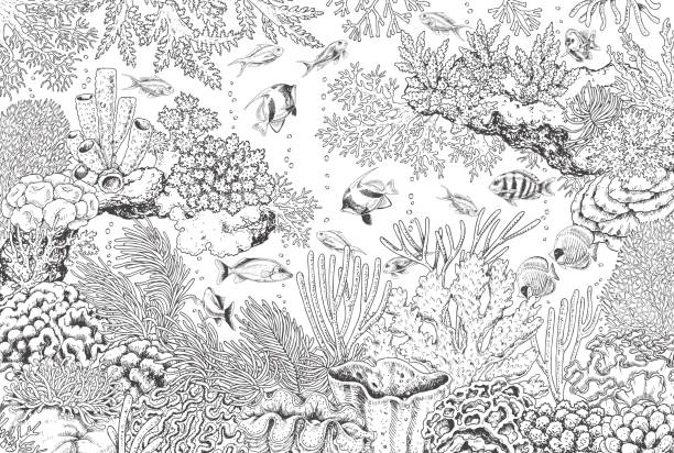 Adult coloring ocean stock photos pictures royalty