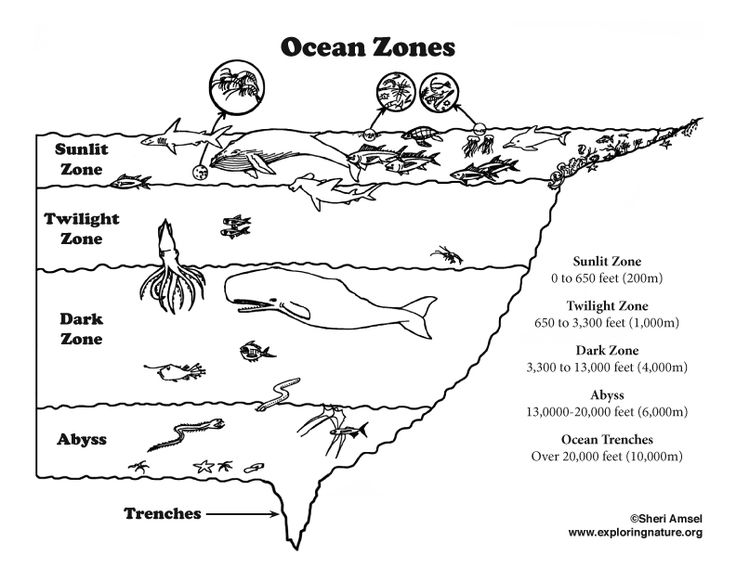 Ocean layers elementary level â coloring nature ocean zones ocean theme preschool ocean activities