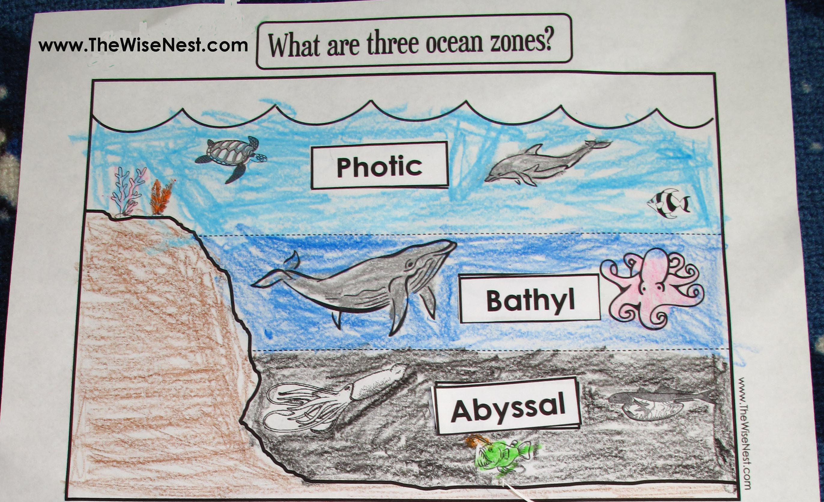 Ocean zones to label and color
