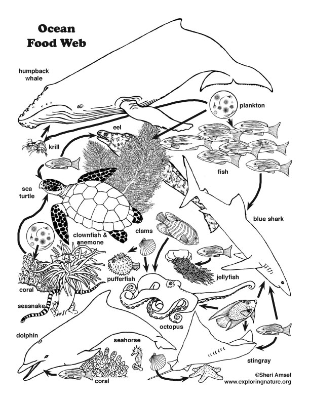 Color ocean animals and habitats bundle