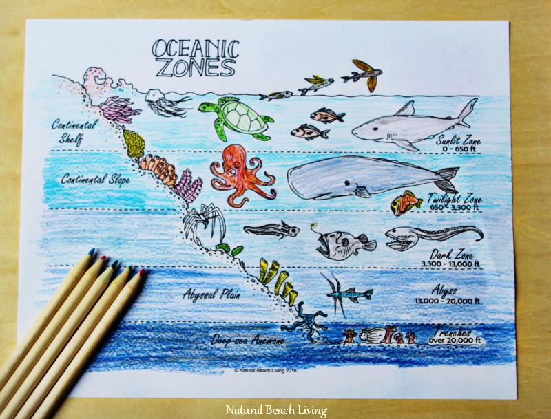 The best ocean unit study for kids