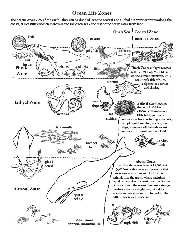 Ocean life zones
