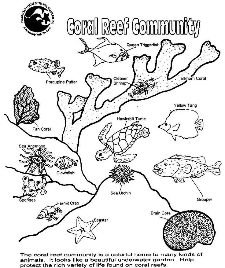Ocean zones coloring page coral reef art ocean habitat ocean plants