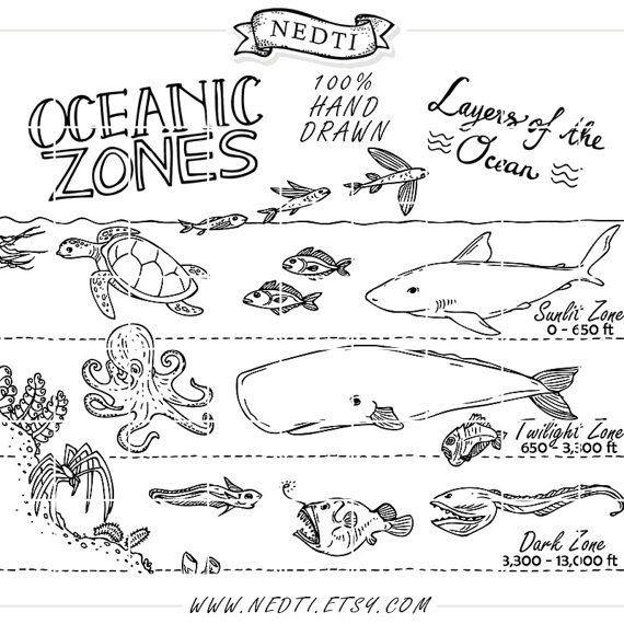 Ocean zones earth science ocean